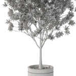 Plants collection 1096