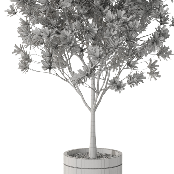 Plants collection 1096