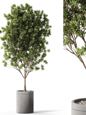 Plants collection 1096