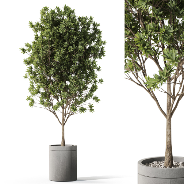 Plants collection 1096