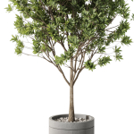 Plants collection 1096