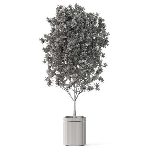Plants collection 1096