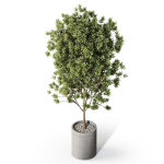Plants collection 1096