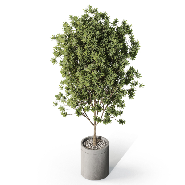 Plants collection 1096