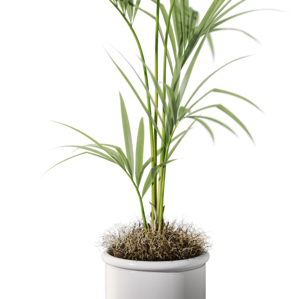 Plants collection 1097