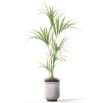 Plants collection 1097