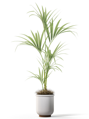 plants-collection-1097-3d-model-6fd0bef67b