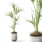 Plants collection 1097
