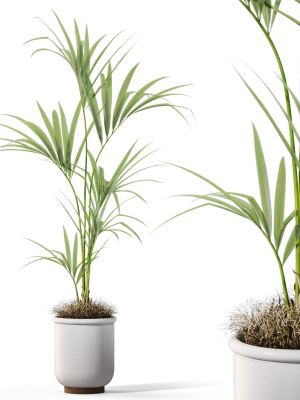 Plants collection 1097