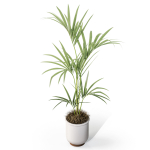 Plants collection 1097