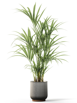 plants-collection-1098-3d-model-62f9cfd11c
