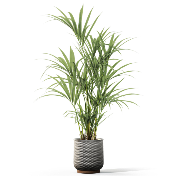 Plants collection 1098