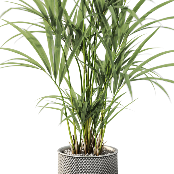 Plants collection 1098