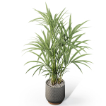 Plants collection 1098