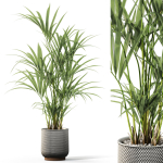 Plants collection 1098