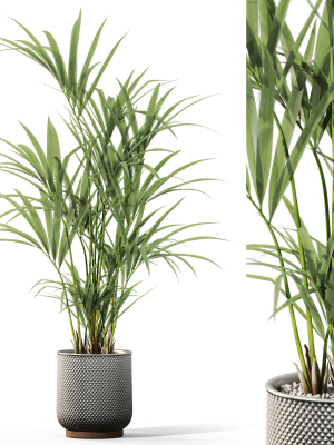Plants collection 1098