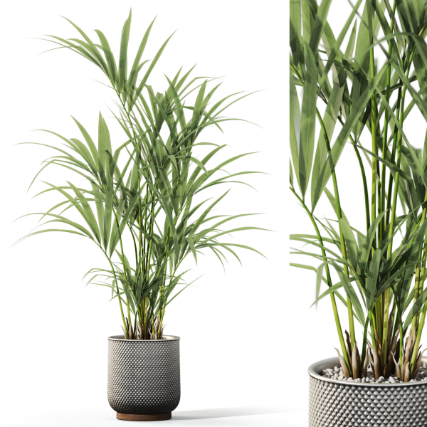 Plants collection 1098