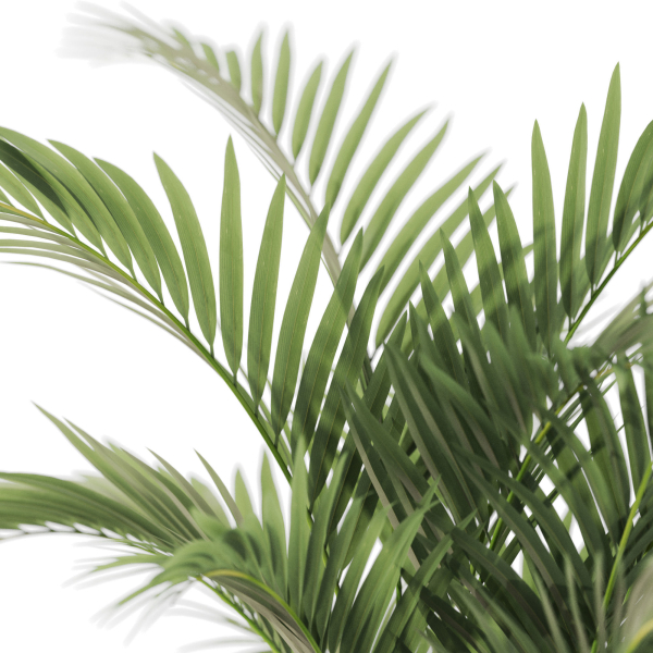 Plants collection 1099