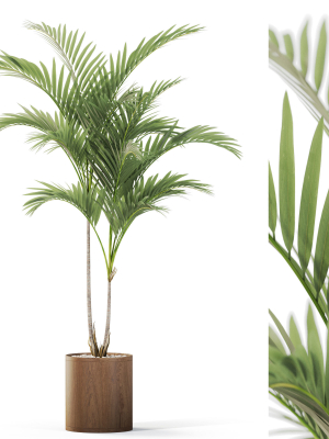 Plants collection 1099