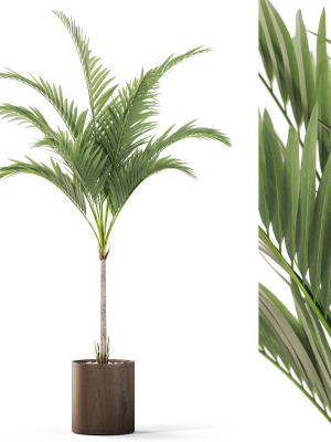 Plants collection 1100