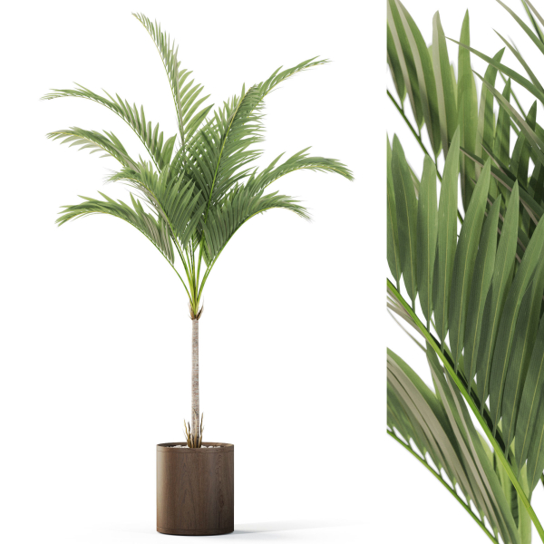 Plants collection 1100