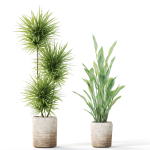 Plants collection 1101