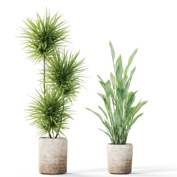 Plants collection 1101