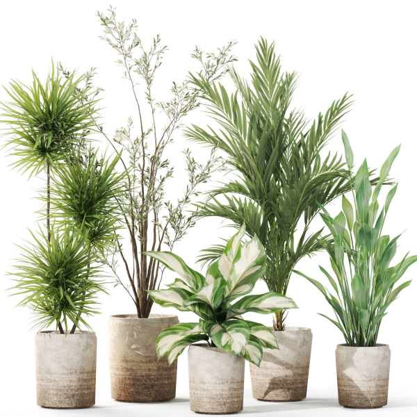 Plants collection 1101