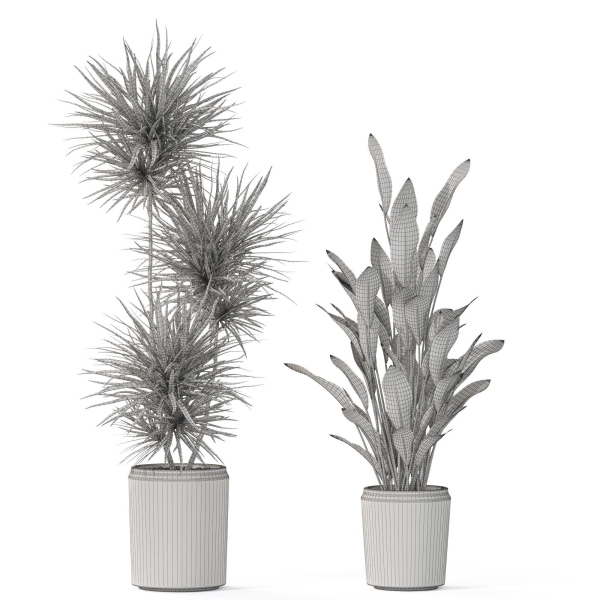 Plants collection 1101