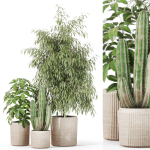 Plants collection 1103