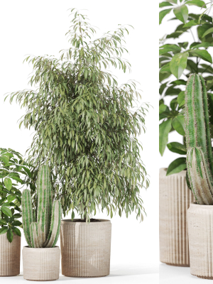 Plants collection 1103