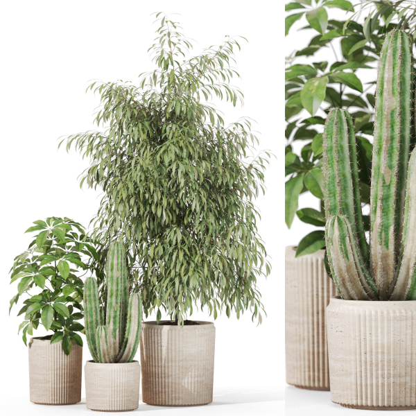 Plants collection 1103