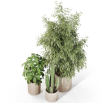 Plants collection 1103