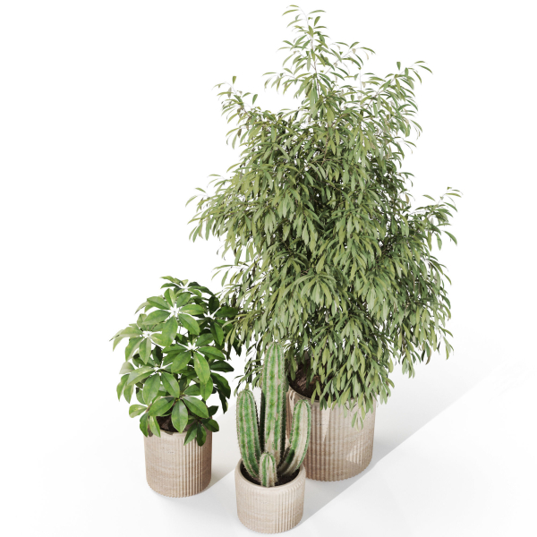 Plants collection 1103