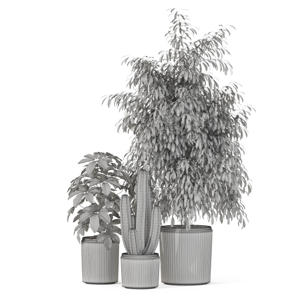 Plants collection 1103