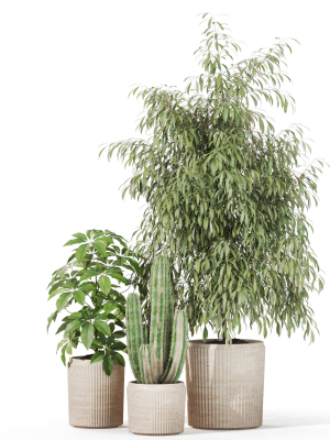 plants-collection-1103-3d-model-e7915ff741