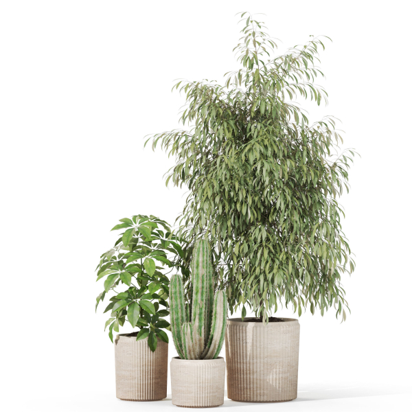 Plants collection 1103