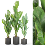Plants collection 1104