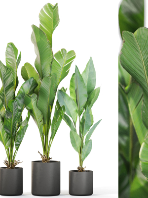 Plants collection 1104