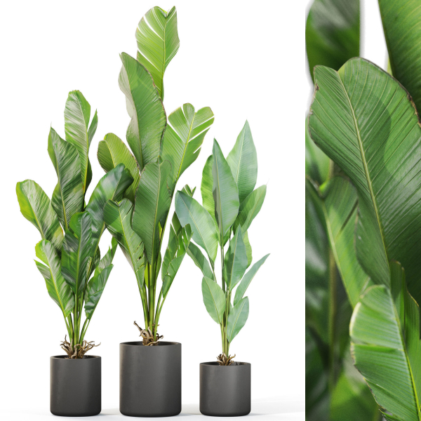 Plants collection 1104