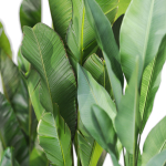 Plants collection 1104