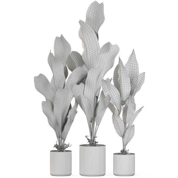 Plants collection 1104