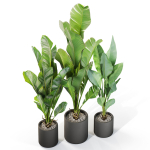 Plants collection 1104