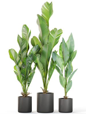 plants-collection-1104-3d-model-e898c6052e
