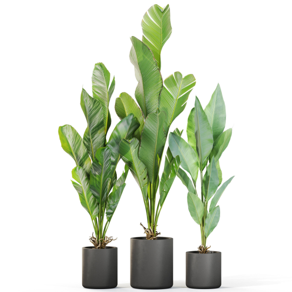 Plants collection 1104