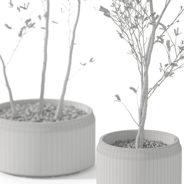 Plants collection 1105