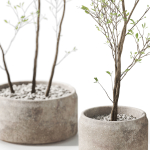 Plants collection 1105