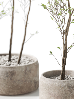 plants-collection-1105-3d-model-ba772922f0