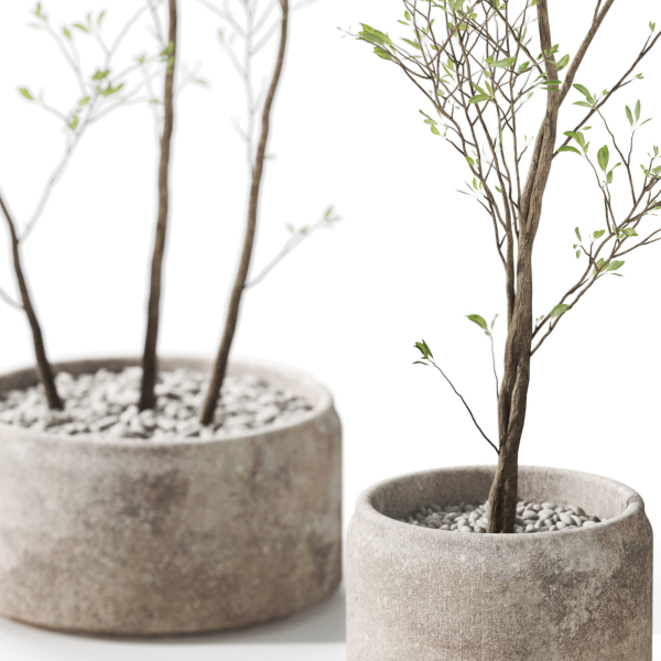 Plants collection 1105