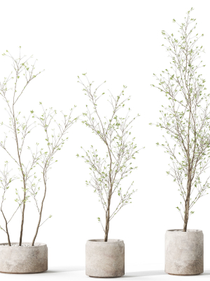 Plants collection 1105